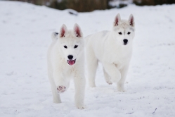 Hope - Wspolne zabawy szczeniat 11 tygodni